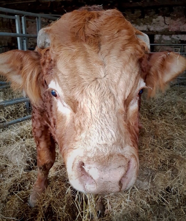 A close-up of the head of a sandy/orange bull, with cut off horns and a pale pink nose. He's looking straight at the camera, standing on straw inside a shed.