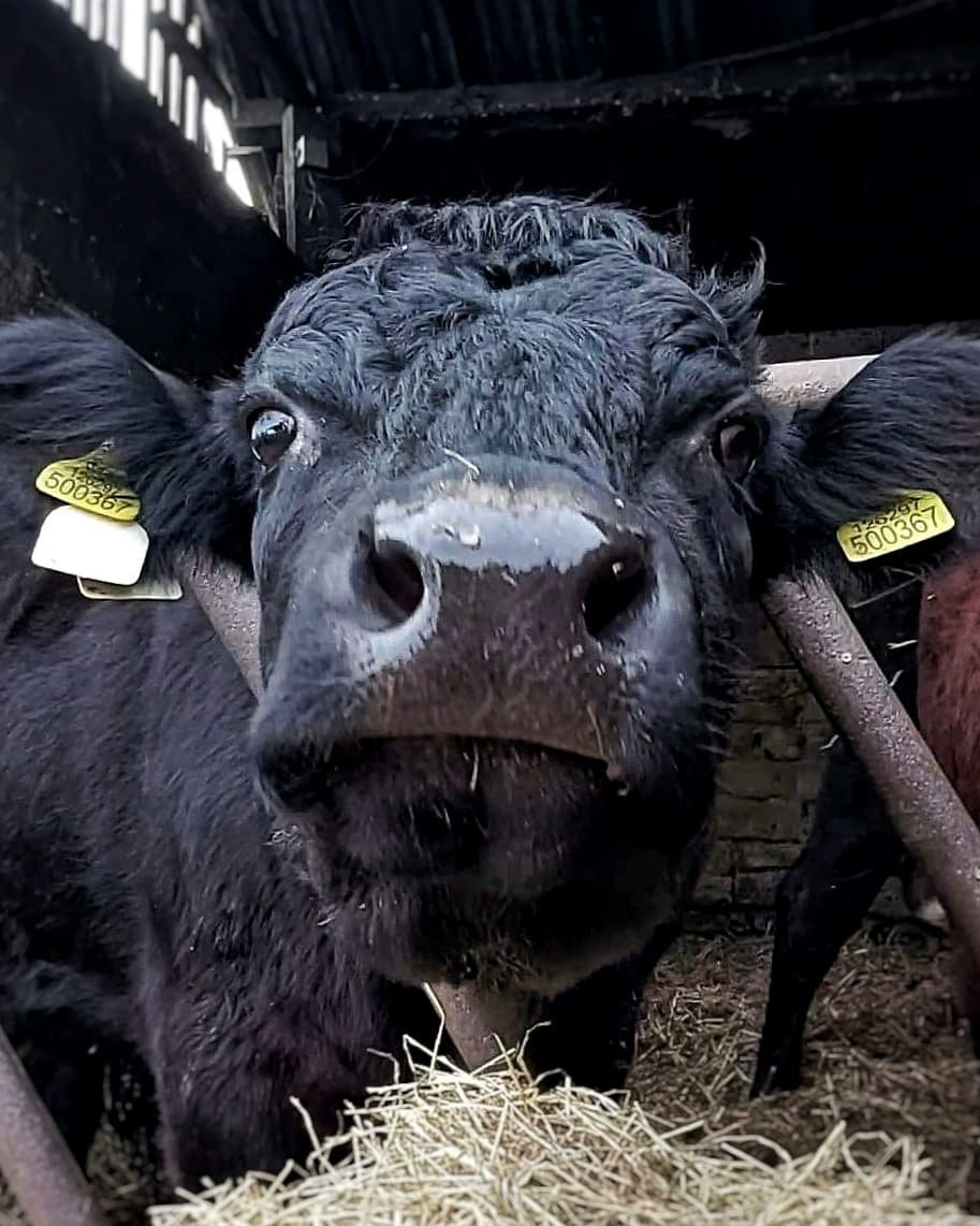 Black cow reaching a dewy nose out to the camera, almost looking like she's smiling.